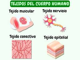 Tejidos